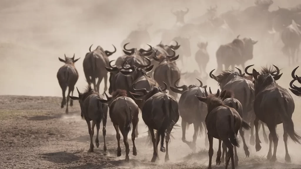 serengeti calving season during the Great Wildebeest Migration