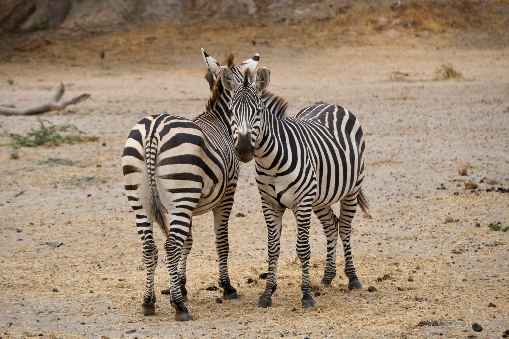 Zebra during wildlife viewing in Serengeti
