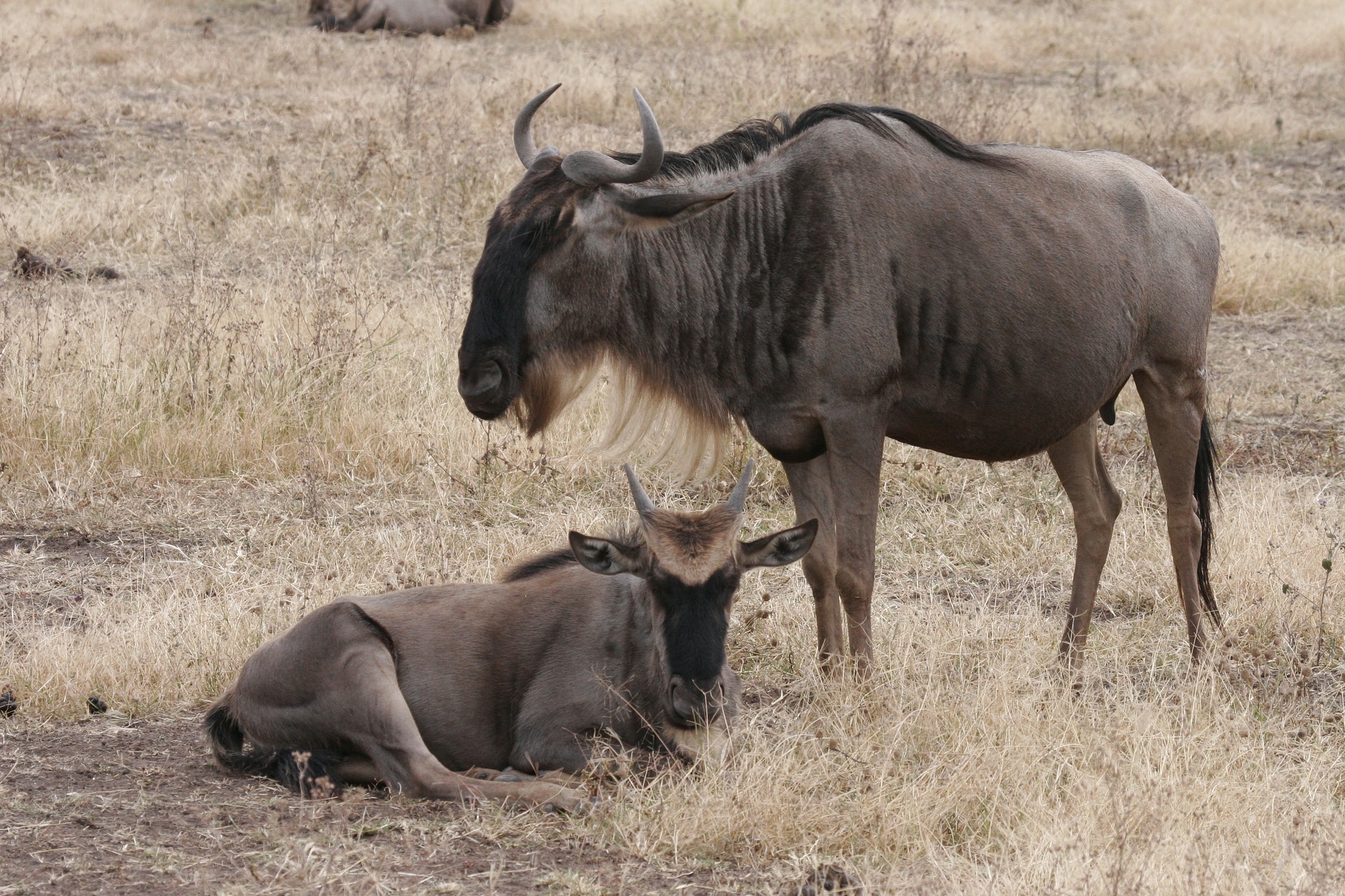 wildebeest migrate during the great wildebeest migration