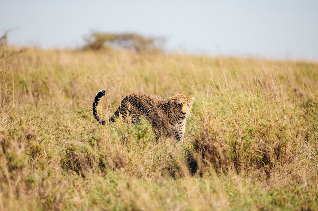Tanzania tours and safari adventure