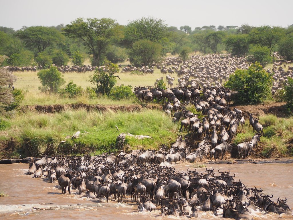 Serengeti migration safari