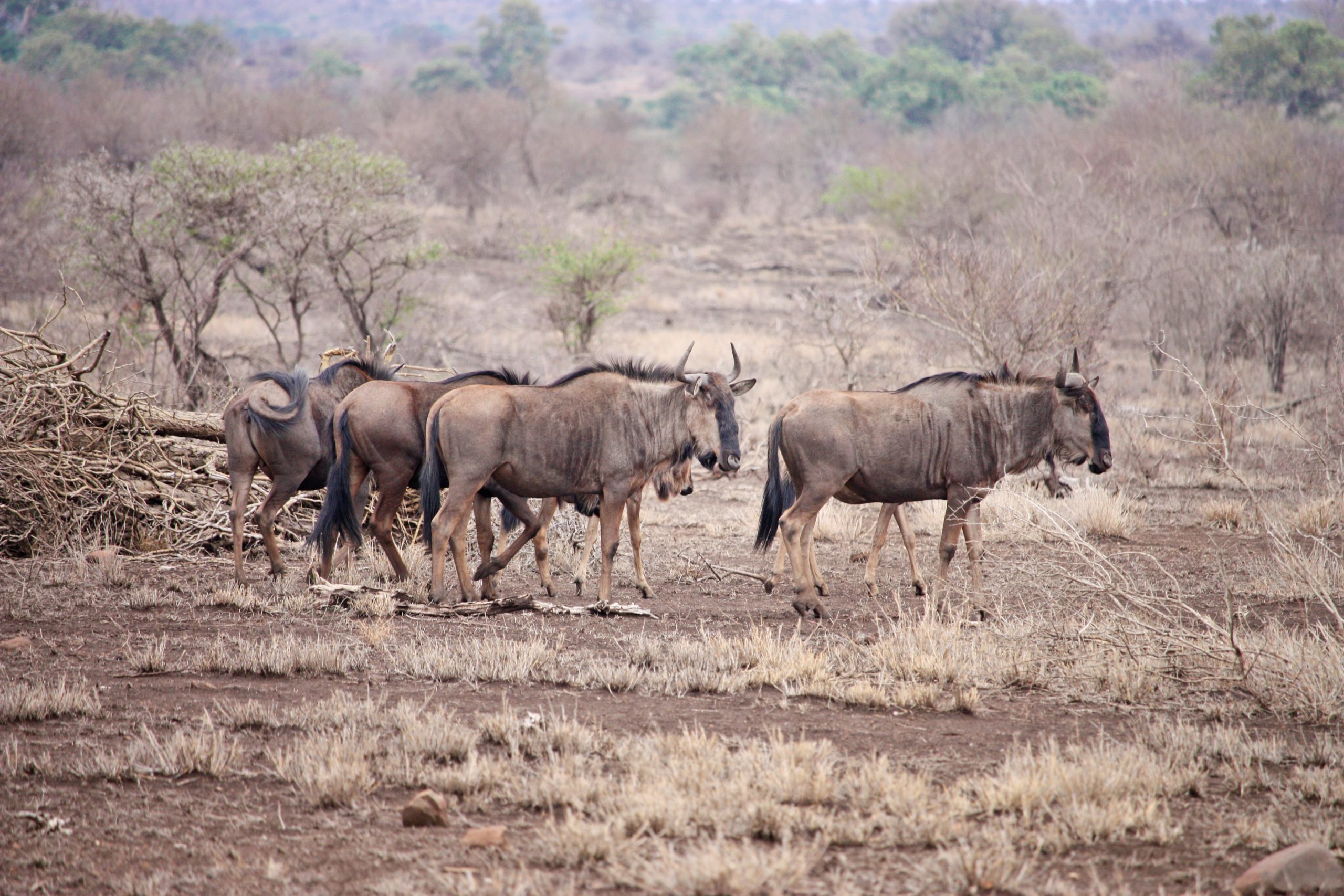 Wildebeest migration safari- 8 days ndutu calving season