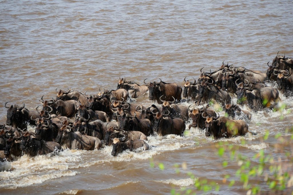 6 Day Ndutu Calving season Serengeti Migration Tanzania Safari