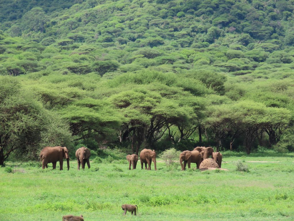 serengeti migration safari tour