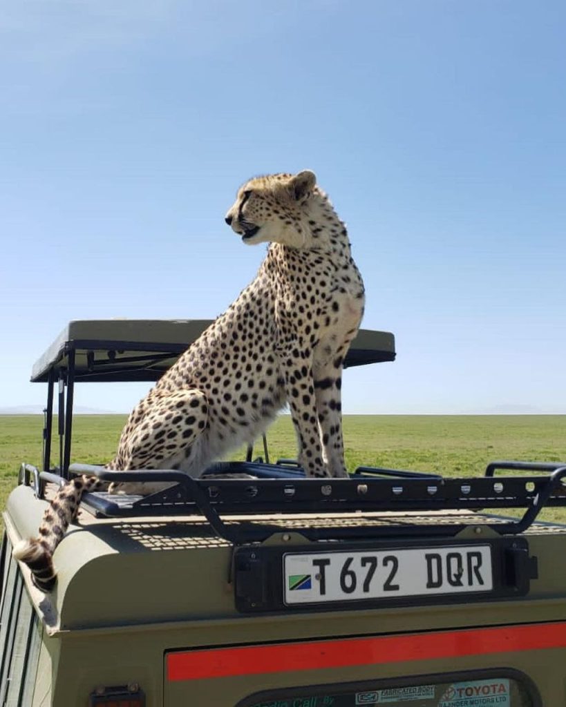 tanzania cheetah in serengeti