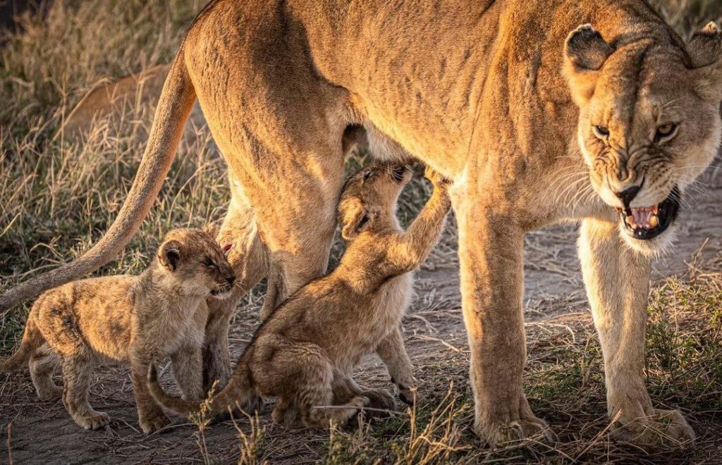 Lions wildlife viewing in Serengeti