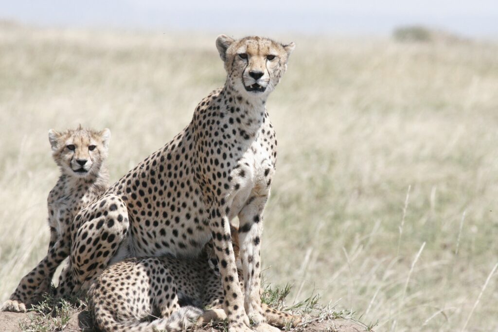 The Ultimate Guide: What Is the Best Time for Safari in Tanzania?-Animals in Tanzania Safari -Tanzanian -cheetah in Serengeti