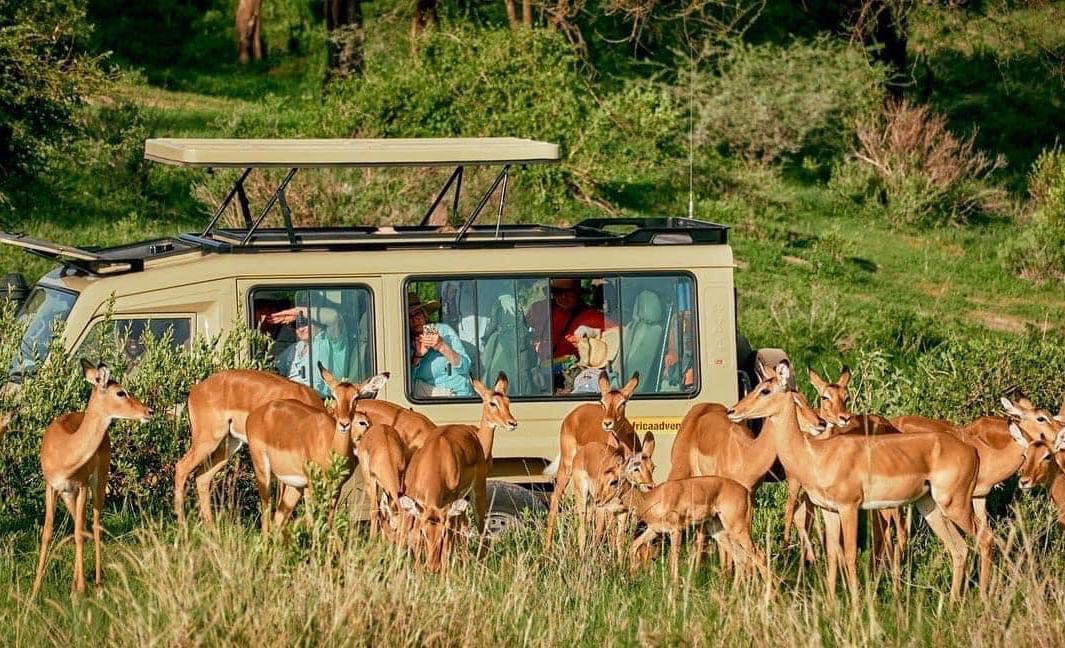tanzania family safari holydays