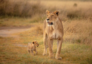 Animals of Tanzania Safari- Female lion and a cab